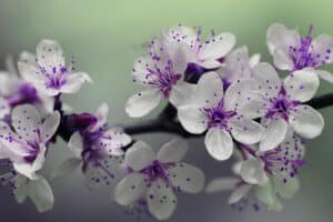 purple/white flowers